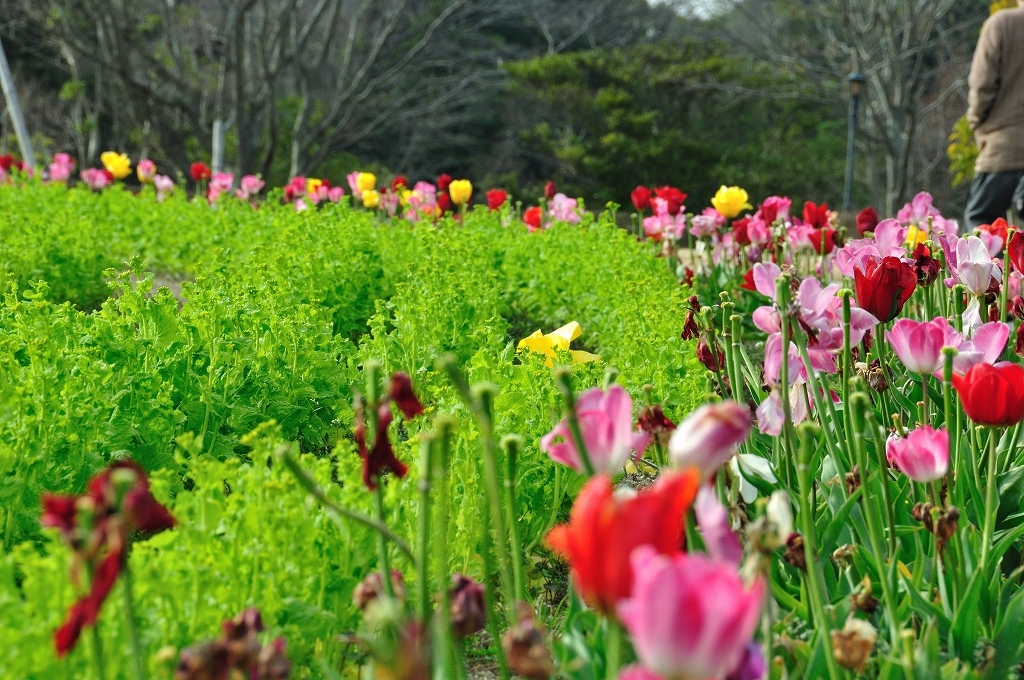 Awaji England Hills #1