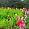 Awaji England Hills #1