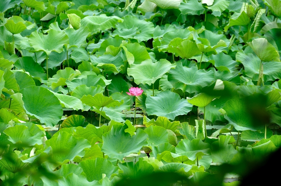 Katahoko-pond