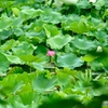 Katahoko-pond