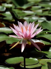 stretching lotus