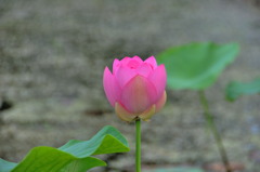 Pinky lotus