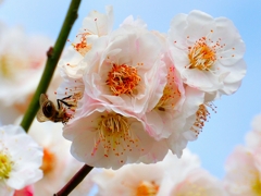 Honey bee on the plum flower