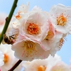 Honey bee on the plum flower