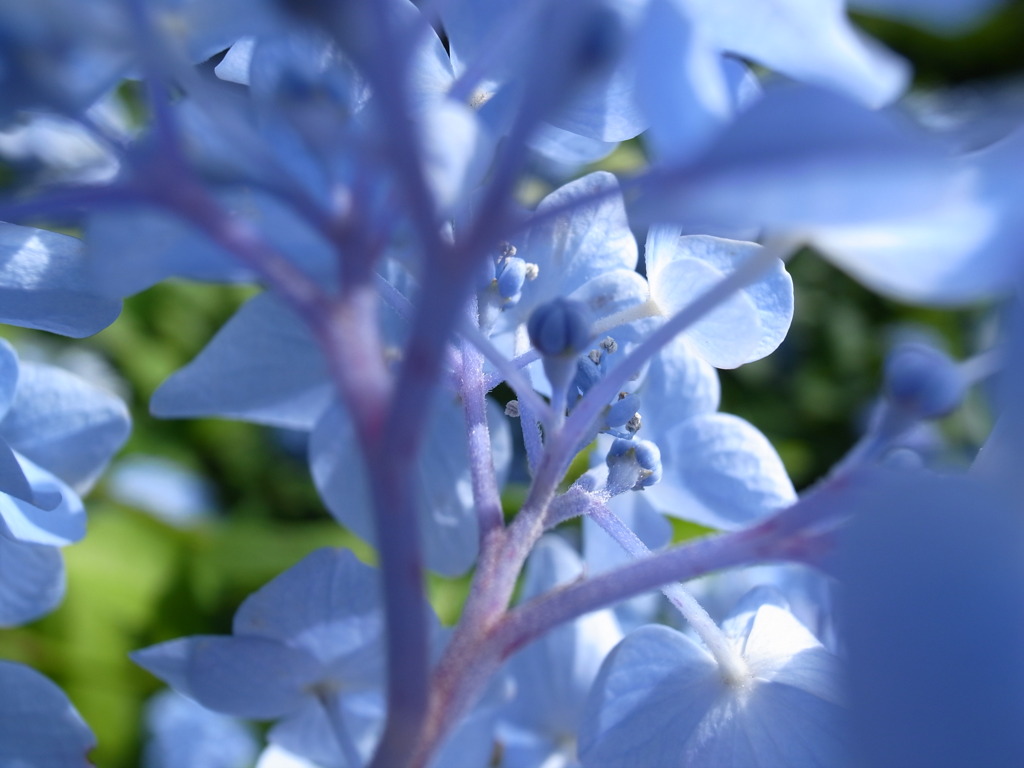 Blue tree?