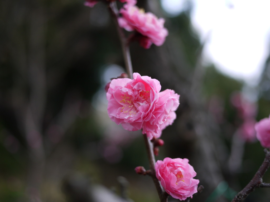 Plum tree garden