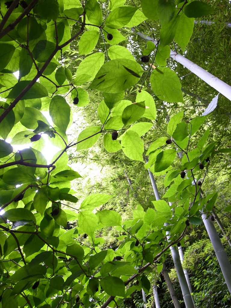 Bamboo Sky