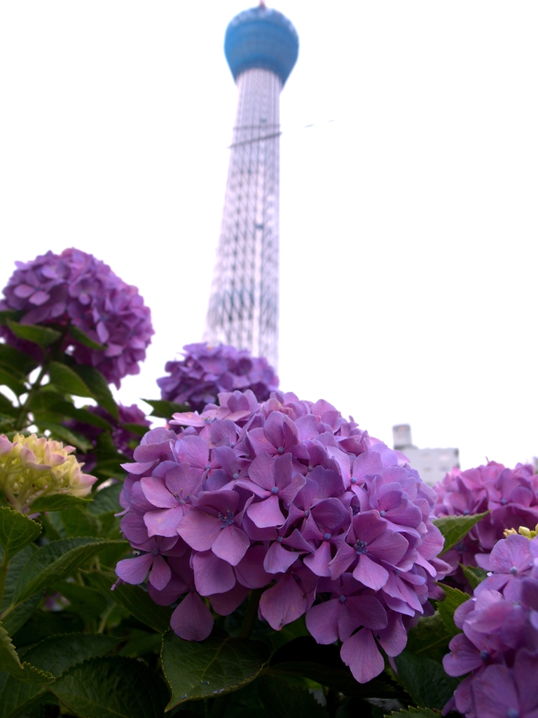 Sky Tree #1