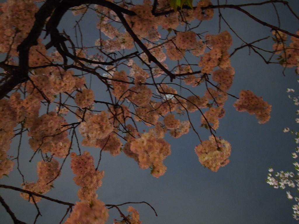 Last Cherry #1