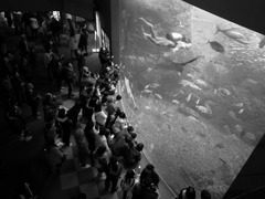 Diver in the aquarium