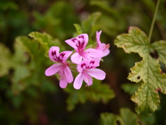 Finding pinky flower