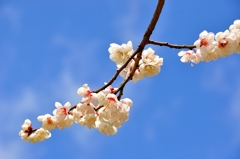 神戸岡本の梅
