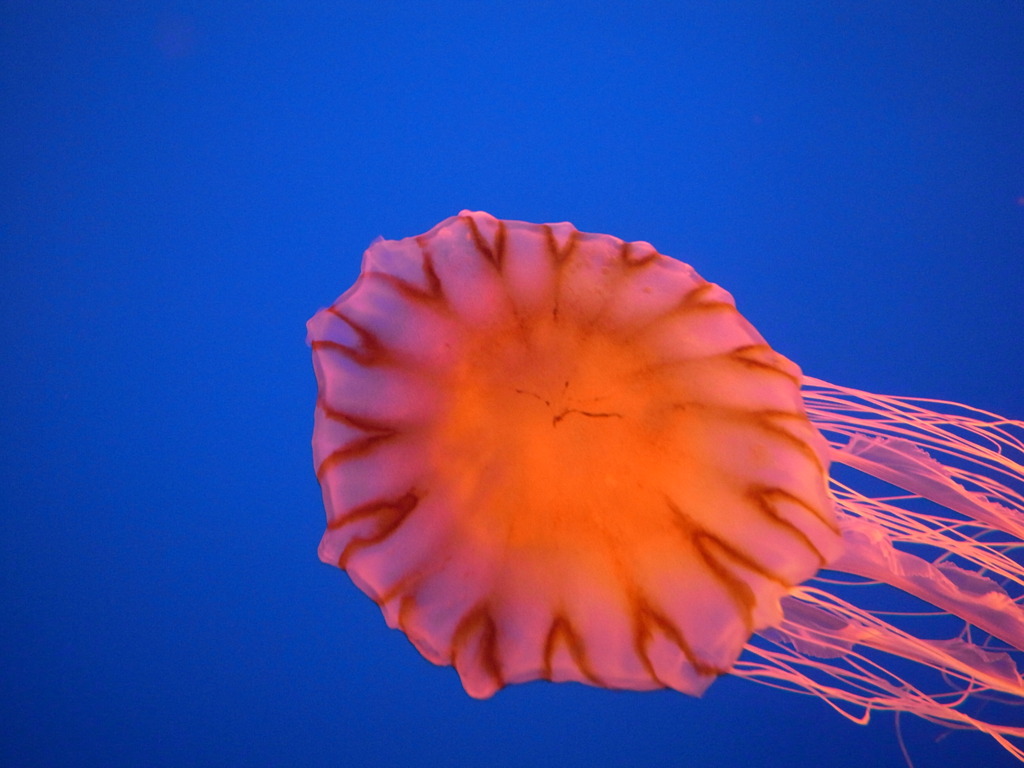 Red Flower in the sea