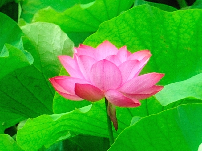 Pinky Lotus