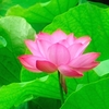 Pinky Lotus