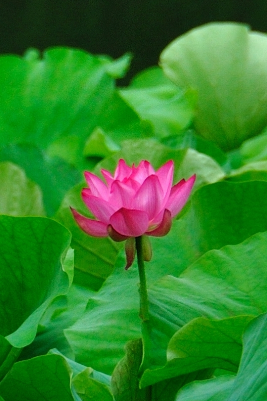 lotus 2012
