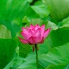 lotus 2012