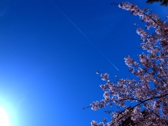 Sakura & Air plane