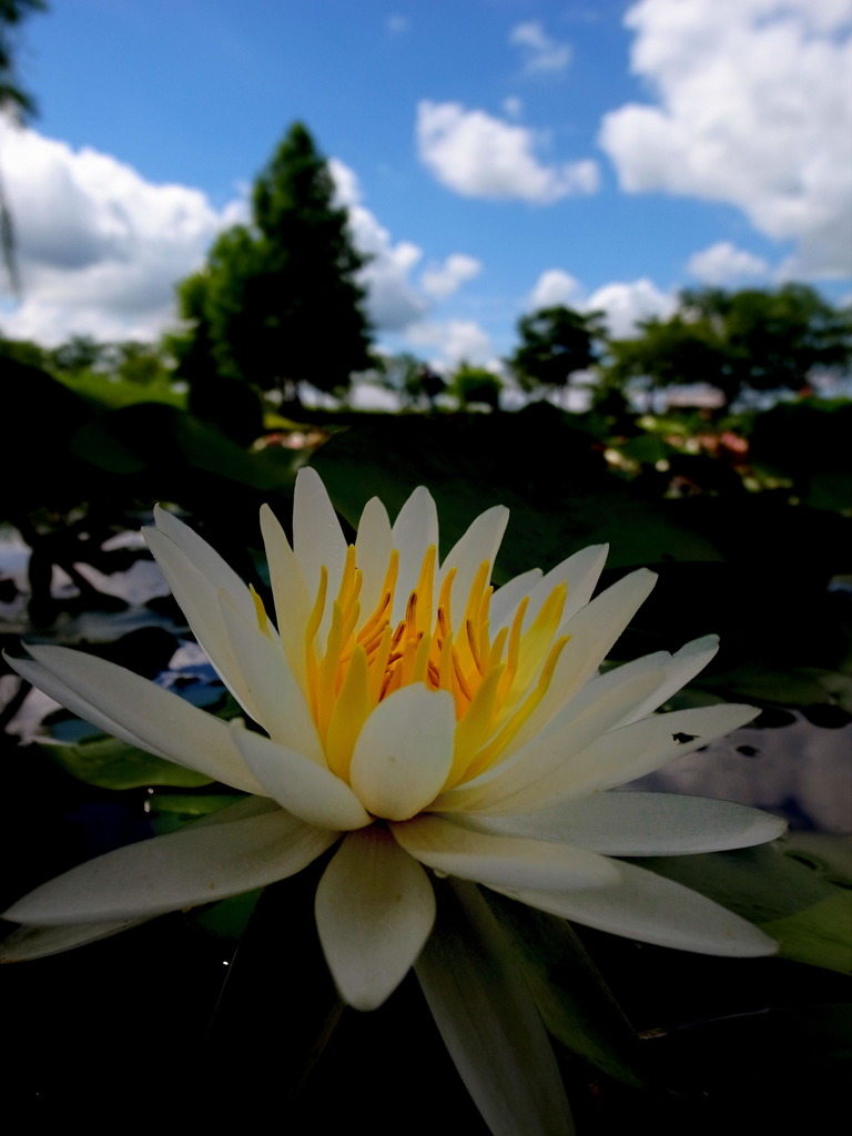 Light in the hiraike pond