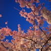 Cherry in the sky