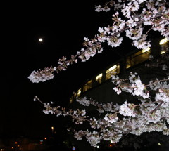 Full moon & cherry