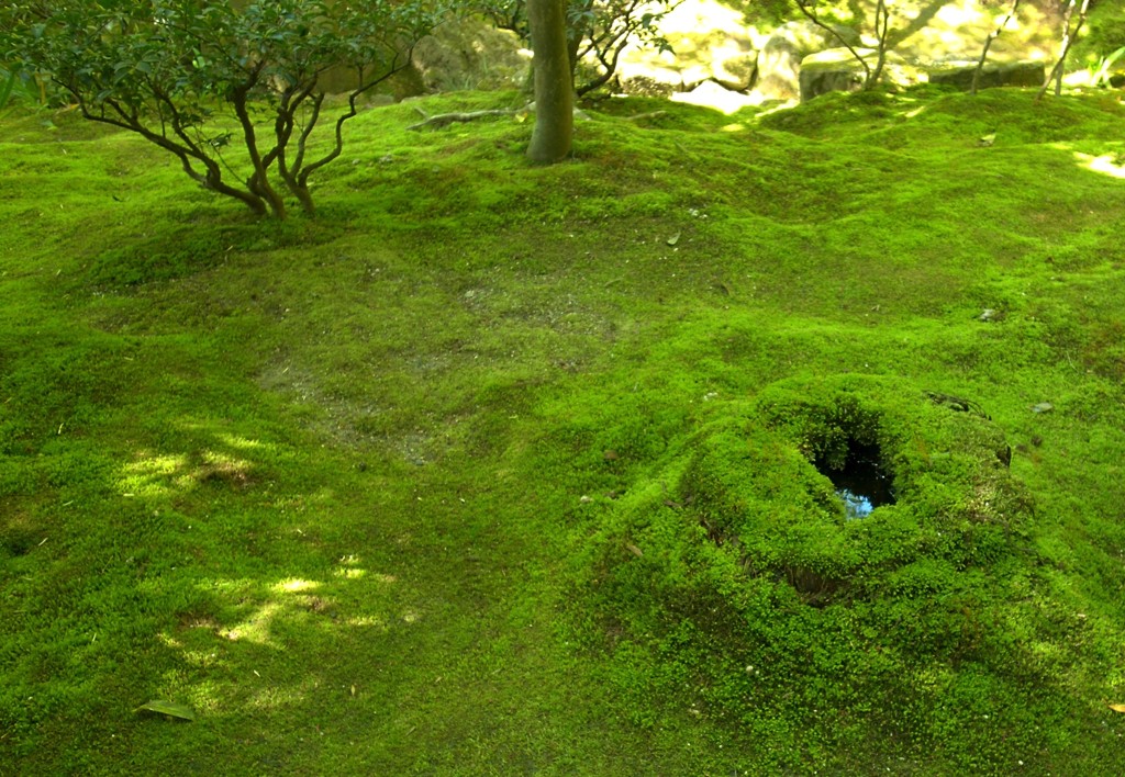 Moss green at Ginkakuji 