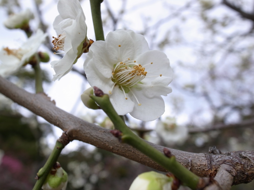 White plum