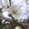 White plum