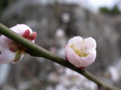 Two of young plum