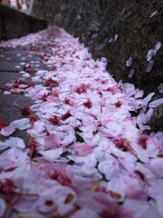 Sakura River