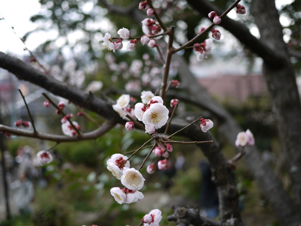 In full bloom