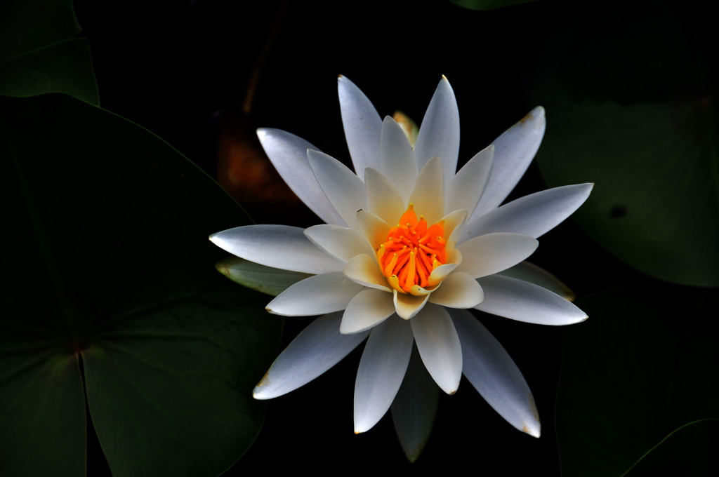 white lotus 