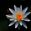 white lotus 