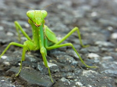 カマキリ