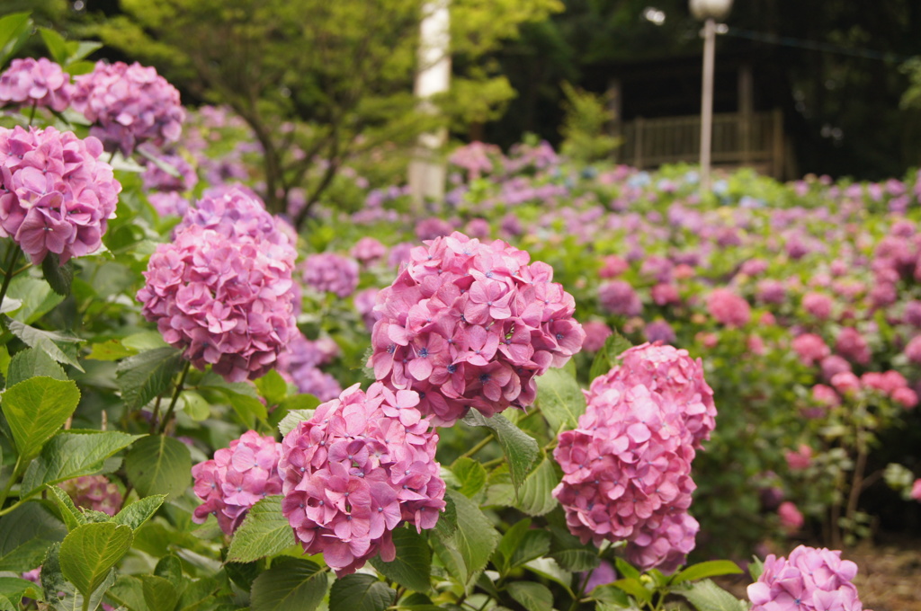梅雨が来ましたよ