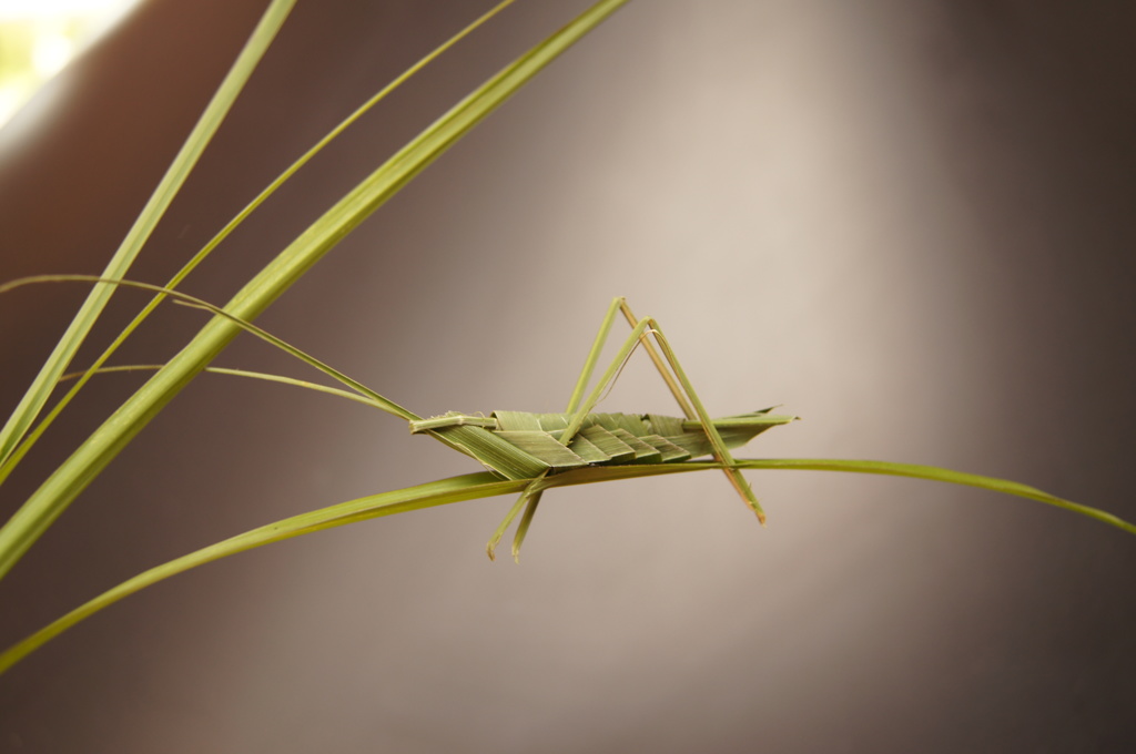 ㊟バッタではありません！