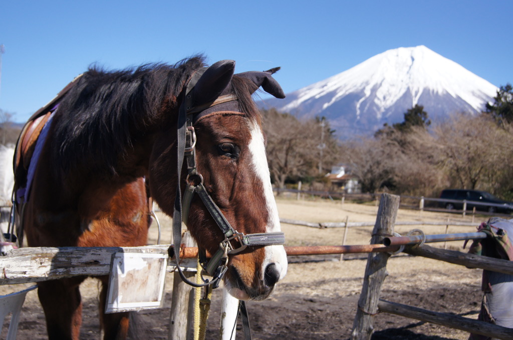 富士山と馬