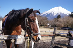 富士山と馬