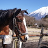 富士山と馬