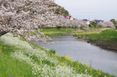 勝間田川の春