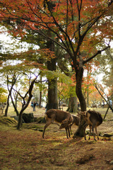 鹿の紅葉狩り