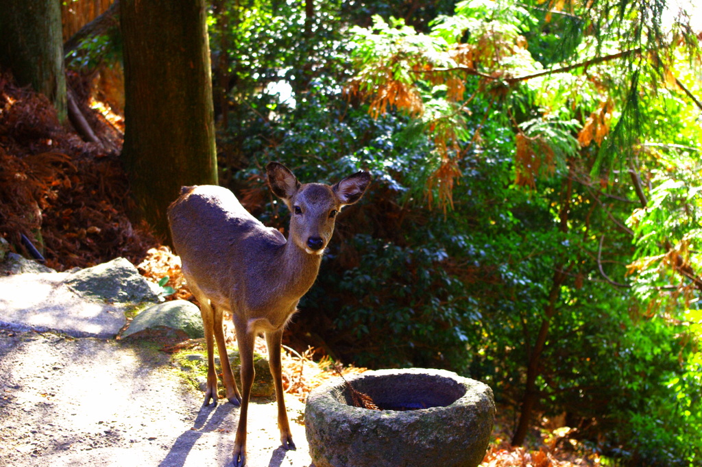 山で出逢った鹿。