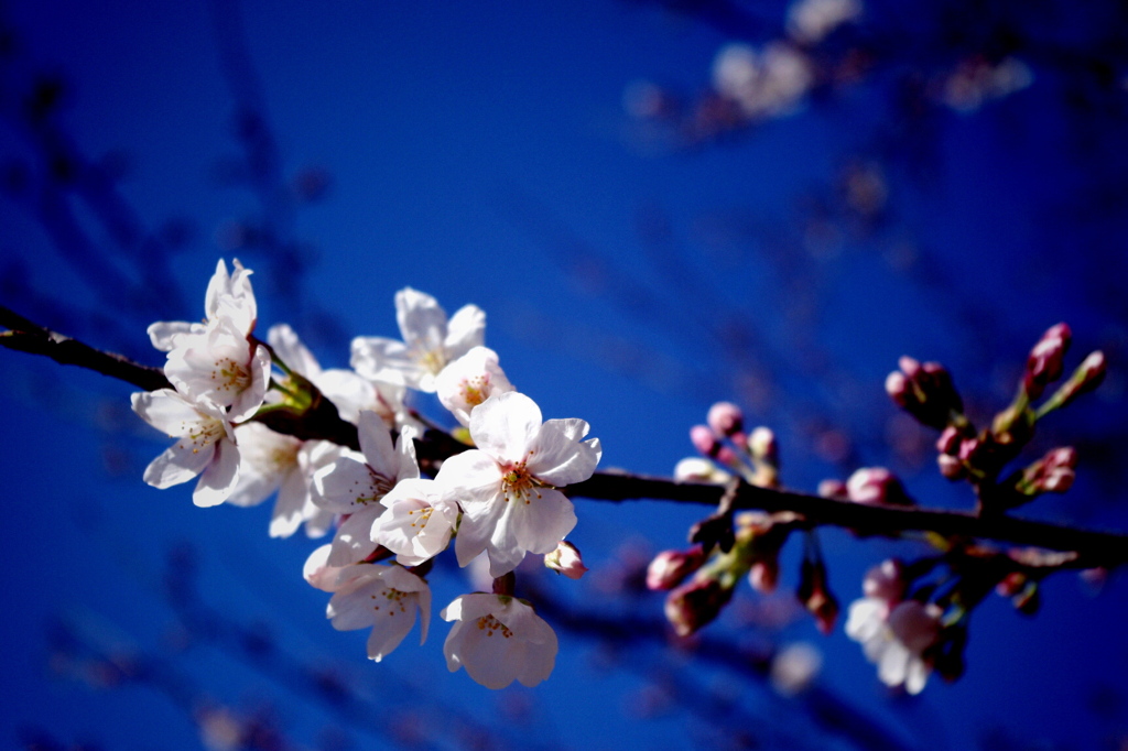 青空に桜開花