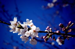 青空に桜開花