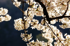 藍桜