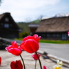 花のある風景