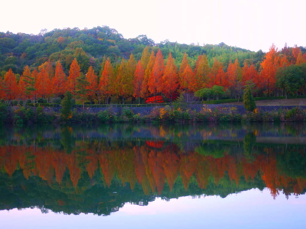 紅葉