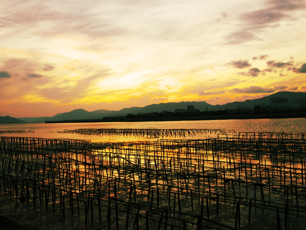 牡蠣棚の夕景