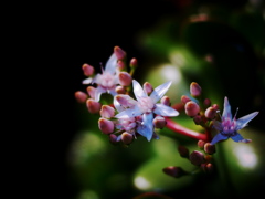 花月の花