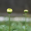 蕾